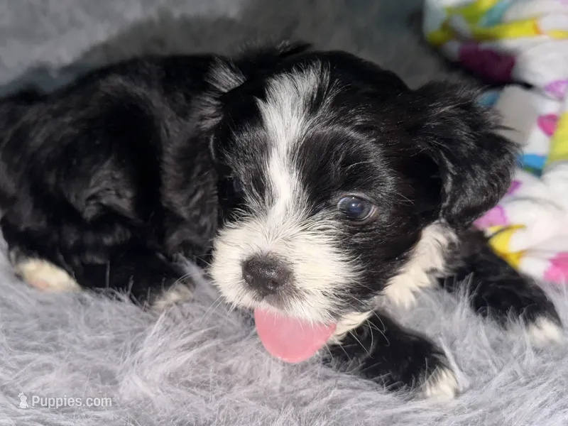 Ruby – Maltese, Bichpoo puppy for sale in Brooklyn, NY