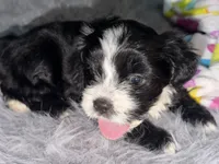 Ruby, a female Maltese and Bichpoo for sale in Brooklyn, NY – 1 of 4