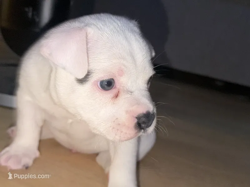 Luna – American Staffordshire Terrier puppy for sale in Brooklyn, NY
