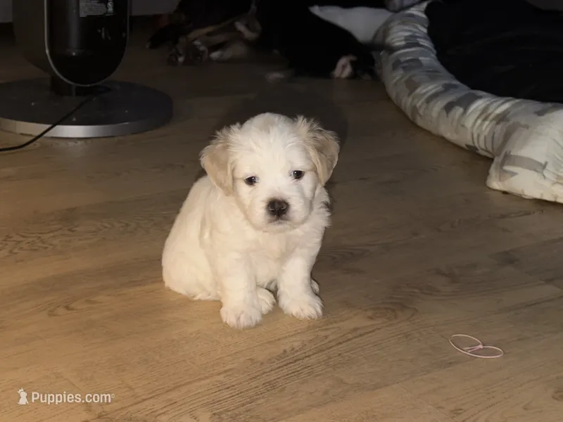 Milo – Maltese, Bichpoo puppy for sale in Brooklyn, NY