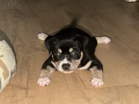Turtle, a male American Staffordshire Terrier for sale in Brooklyn, NY – 2 of 5