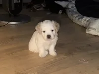 Milo, a male Maltese and Bichpoo for sale in Brooklyn, NY – 1 of 4
