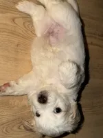 Milo, a male Maltese and Bichpoo for sale in Brooklyn, NY – 4 of 4
