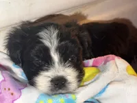 Ruby, a female Maltese and Bichpoo for sale in Brooklyn, NY – 2 of 4