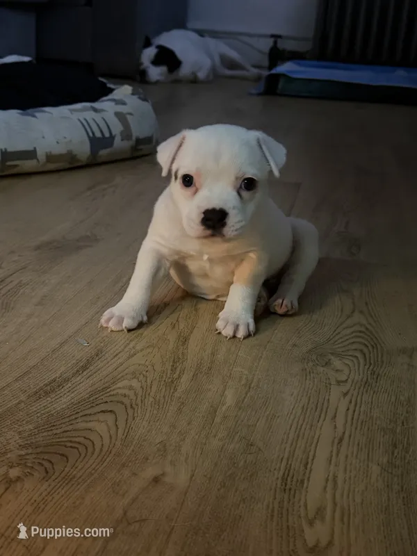 Luna – American Staffordshire Terrier puppy for sale in Brooklyn, NY