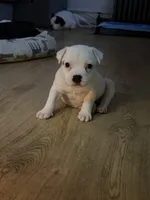 Luna, a female American Staffordshire Terrier for sale in Brooklyn, NY – 1 of 5