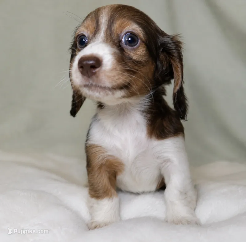 Goose – Miniature Dachshund puppy for sale in Texas City, TX