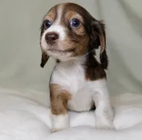Goose, a female Miniature Dachshund for sale in Texas City, TX – 1 of 2