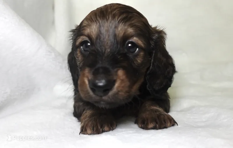 Maverick – Miniature Dachshund puppy for sale in Texas City, TX