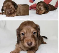 Penny, a female Miniature Dachshund for sale in Texas City, TX – 3 of 4