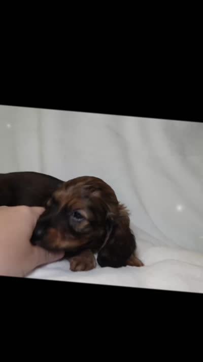 Maverick, a male Miniature Dachshund for sale in Texas City, TX – 3 of 3
