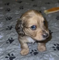 Phoenix, a female Miniature Dachshund for sale in Texas City, TX – 2 of 3