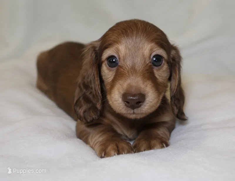 Penny – Miniature Dachshund puppy for sale in Texas City, TX