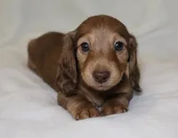 Penny, a female Miniature Dachshund for sale in Texas City, TX – 1 of 4