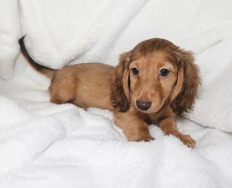 *reduced*Penny – Miniature Dachshund puppy for sale in Texarkana, TX