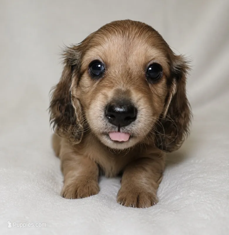 Phoenix – Miniature Dachshund puppy for sale in Texas City, TX