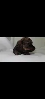 Maverick, a male Miniature Dachshund for sale in Texas City, TX – 2 of 3