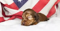 Penny, a female Miniature Dachshund for sale in Texas City, TX – 2 of 4