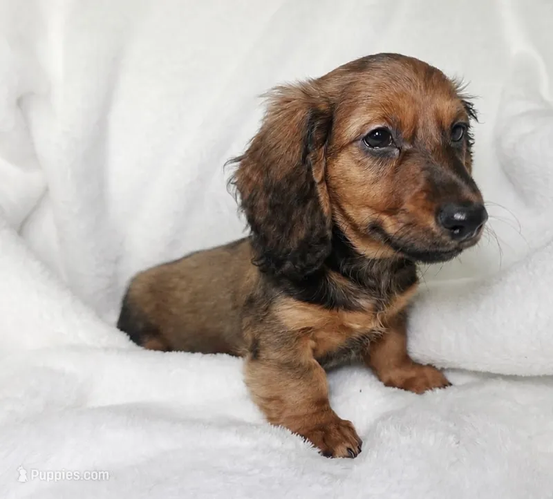 *reduced*Maverick – Miniature Dachshund puppy for sale in Texarkana, TX