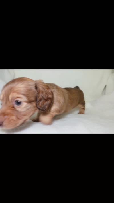 Penny, a female Miniature Dachshund for sale in Texas City, TX – 4 of 4