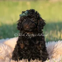 Shadow AKC, a male Poodle - Toy  for sale in Warsaw, IN – 2 of 5