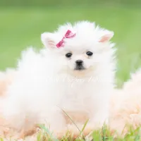 Twinkle pop AKC, a female Pomeranian for sale in Warsaw, IN – 4 of 6