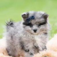 Draco, a male Pomeranian for sale in Warsaw, IN – 5 of 6