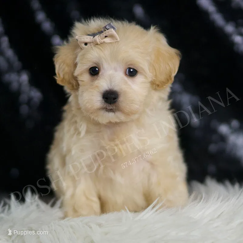 Cider – Maltipoo puppy for sale in Warsaw, IN