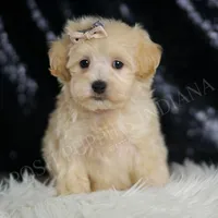 Cider, a male Maltipoo for sale in Warsaw, IN – Photo 1 of 5