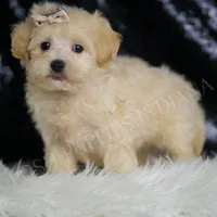 Cider, a male Maltipoo for sale in Warsaw, IN – Photo 4 of 5