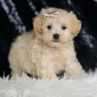 Cider, a male Maltipoo for sale in Warsaw, IN – Photo 3 of 5
