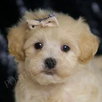 Cider, a male Maltipoo for sale in Warsaw, IN – Photo 2 of 5