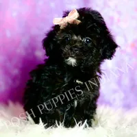 Dee dee, a female Poodle - Toy  for sale in Warsaw, IN – 5 of 8