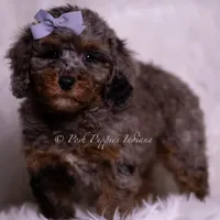 Adrian, a female Poodle - Toy  for sale in Warsaw, IN – 3 of 6