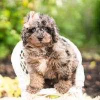 Mossmallow, a male Maltipoo for sale in Warsaw, IN – 3 of 6