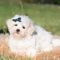 Mochi, a male Maltese for sale in Warsaw, IN – 2 of 9
