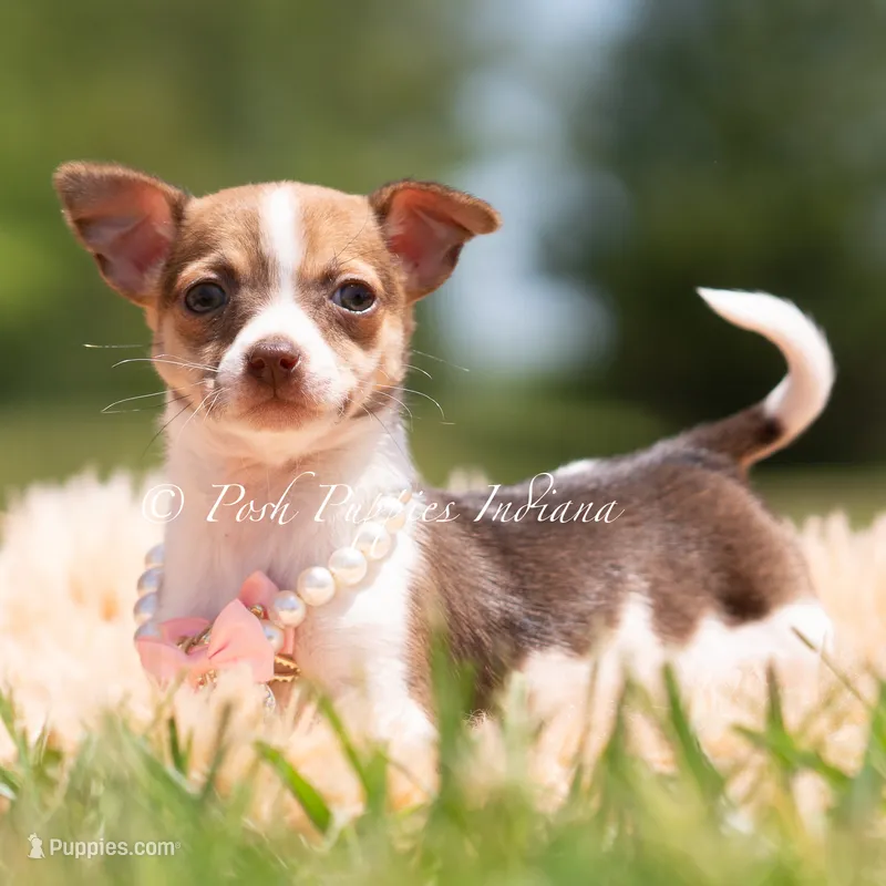 Pom Pom – Chihuahua puppy for sale in Warsaw, IN