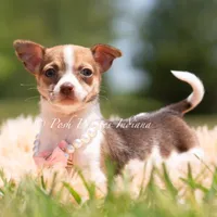 Pom Pom, a female Chihuahua for sale in Warsaw, IN – 5 of 5