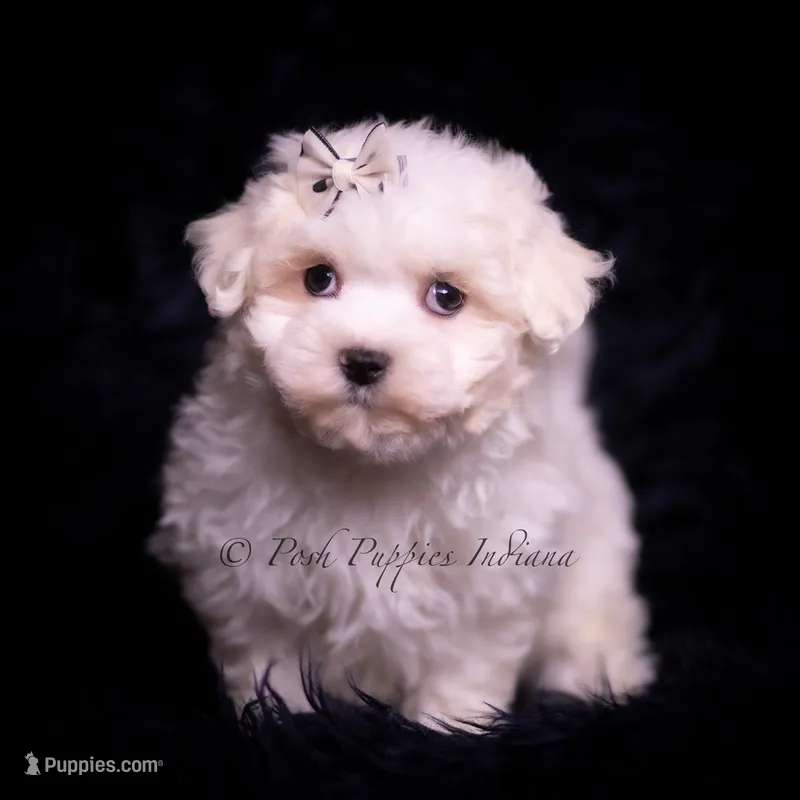 Tiny Dink – Maltese puppy for sale in Warsaw, IN