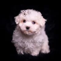 Tiny Dink, a male Maltese for sale in Warsaw, IN – 1 of 7