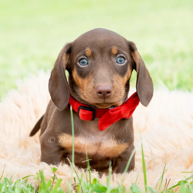 Hawtdog AKC – Miniature Dachshund puppy for sale in Warsaw, IN