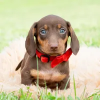 Hawtdog AKC, a male Miniature Dachshund for sale in Warsaw, IN – 1 of 6