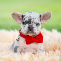 Dumbo AKC, a female French Bulldog for sale in Warsaw, IN – 2 of 6