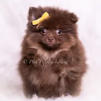 Hershey, a male Pomeranian for sale in Warsaw, IN – 6 of 6