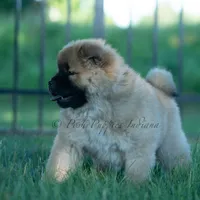 Beast, a male Chow Chow for sale in Warsaw, IN – 3 of 10