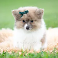 Conrad, a male Pomeranian for sale in Warsaw, IN – 3 of 5