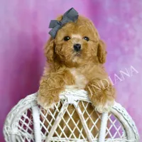 Blaze, a male Poodle - Toy  for sale in Warsaw, IN – 1 of 7