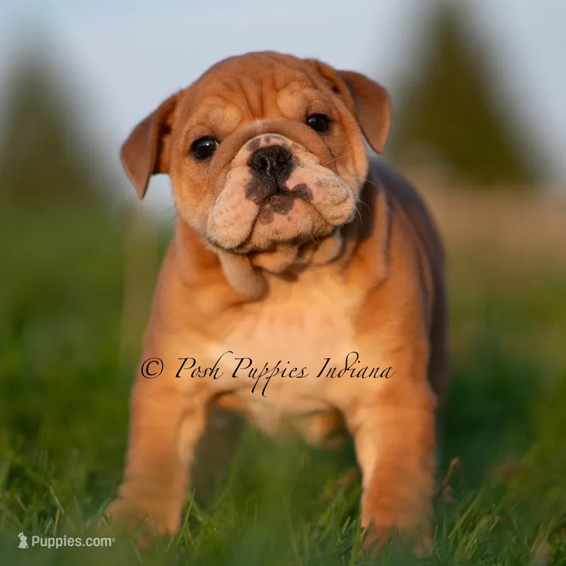 Porkchop – English Bulldog puppy for sale in Warsaw, IN