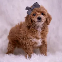 Milo, a male Poodle - Toy  for sale in Warsaw, IN – 4 of 5