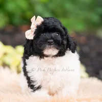 Poa, a male Miniature Goldendoodle for sale in Warsaw, IN – 3 of 8